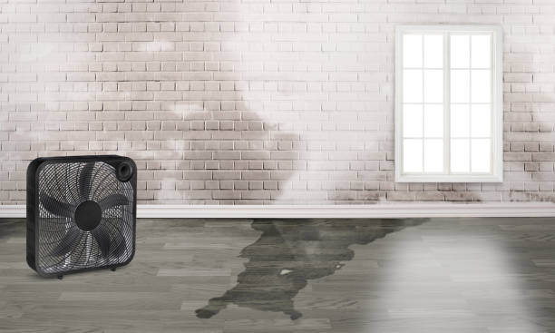Best Sewage cleanup and water damage restoration  in Salisbury, MO