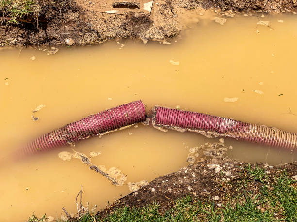 Best Mold removal after water damage  in Salisbury, MO